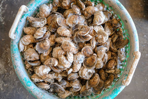 How to Shuck an Oyster