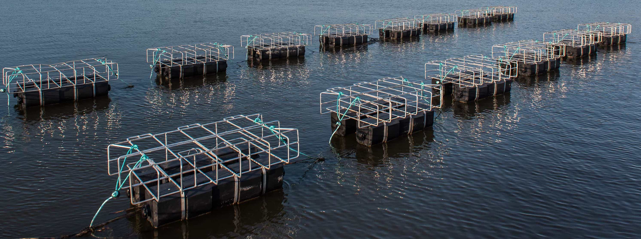 Oyster Cages – Lowcountry Oyster Company